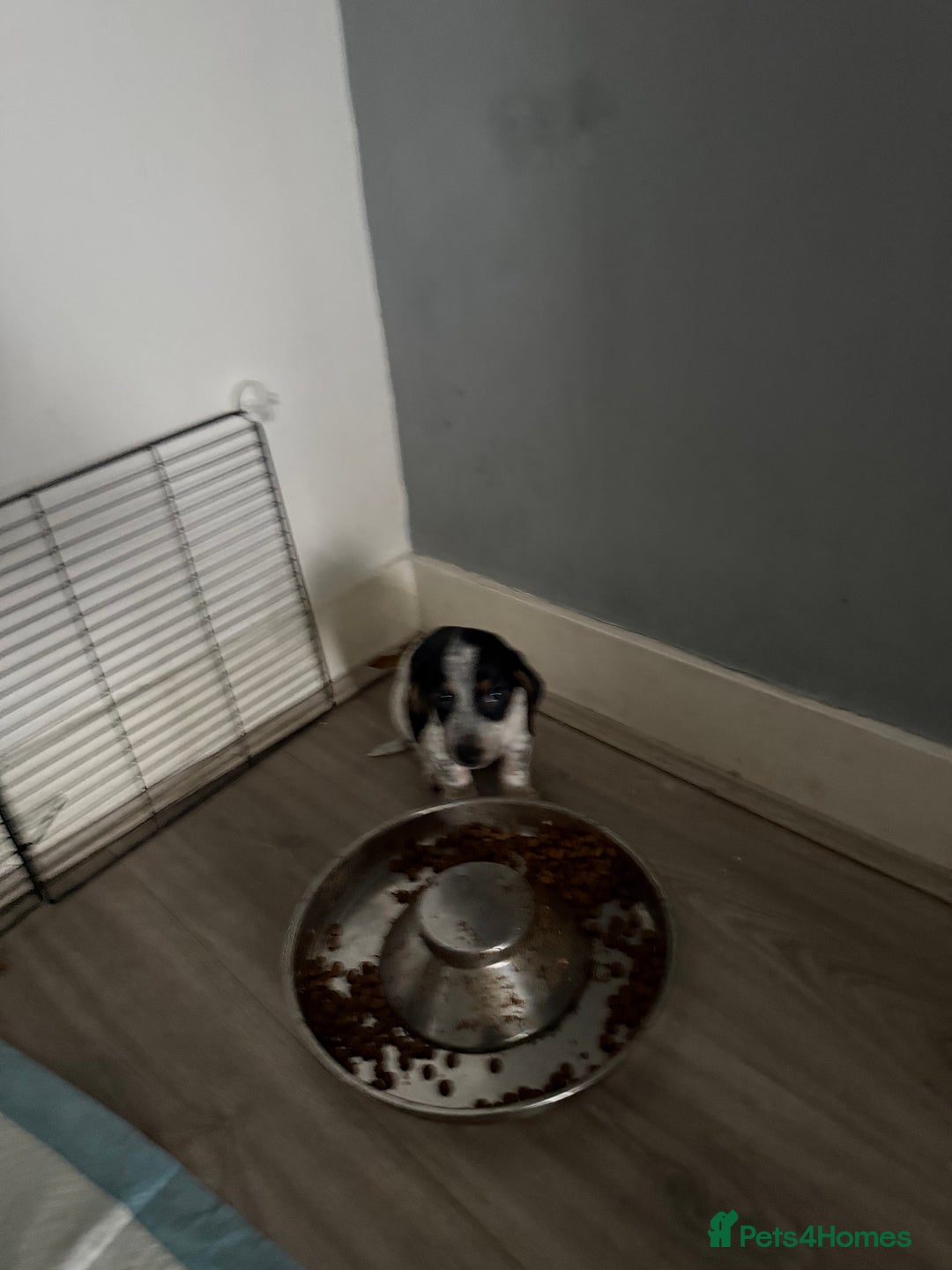 Mixed Breed dogs for sale: Doxipoo - Advert 4