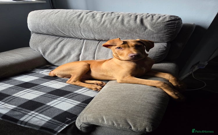 Mixed Breed dogs 6 month old labrador doberman cross - Advert 1