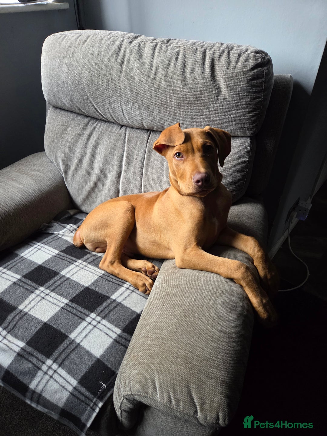 Mixed Breed dogs for sale: 6 month old labrador doberman cross - Advert 1