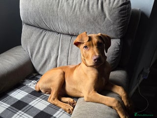 Mixed Breed dogs for sale: 6 month old labrador doberman cross - Advert 1