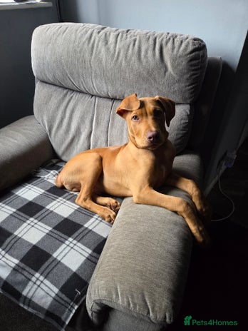 Mixed Breed dogs 6 month old labrador doberman cross - Advert 1