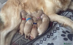 Golden Retriever dogs for sale: Golden retriever puppies  - Advert 2