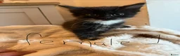 Domestic Shorthair cats for sale: Very cute kittens  - Advert 4
