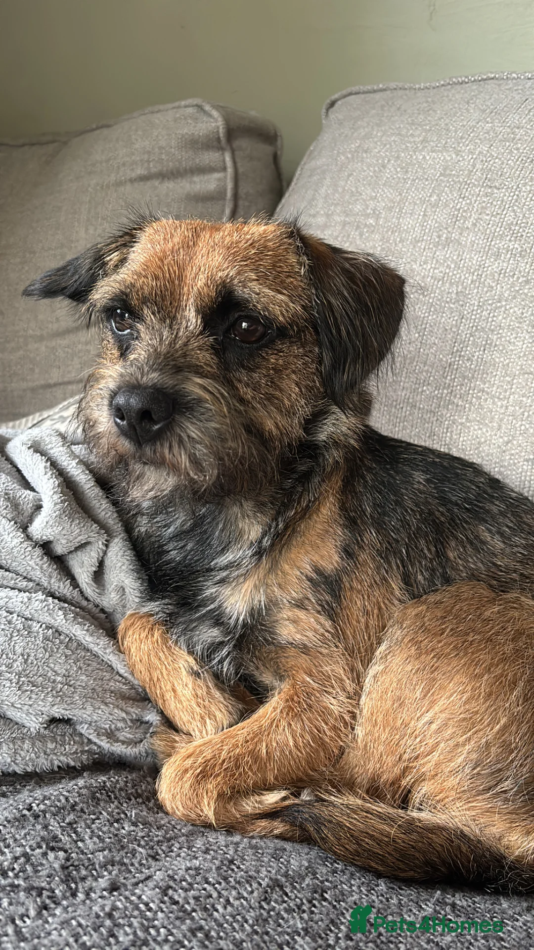 Border Terrier dogs for sale: Adorable Border Terrier Puppies  in Sherborne - Advert 2