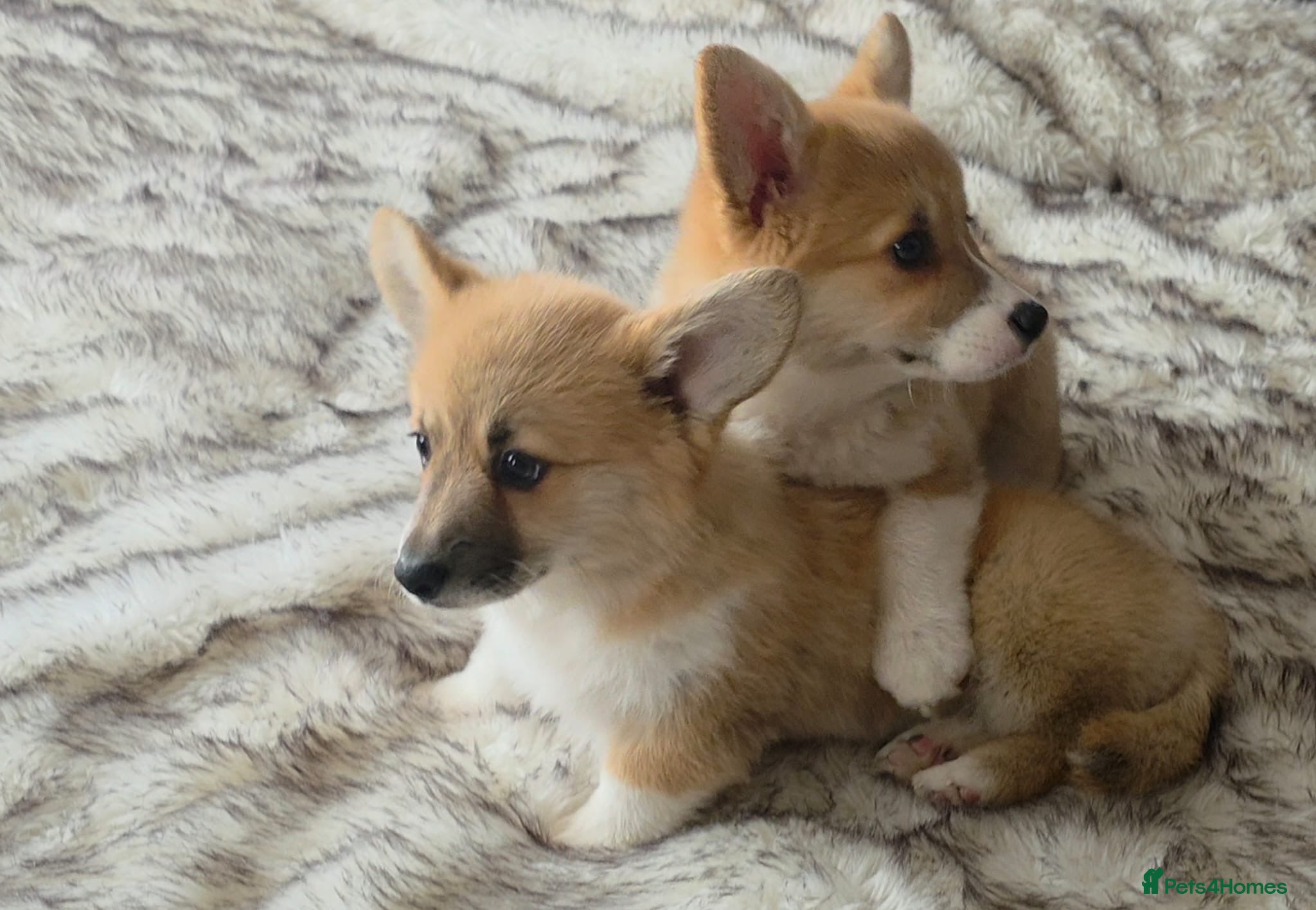 Welsh Corgi Pembroke dogs Ready now, 2 Pembroke Corgi girls. - Advert 5