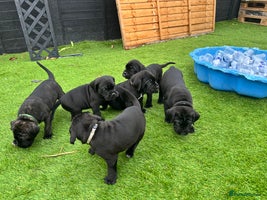 Cane Corso dogs - Advert 9