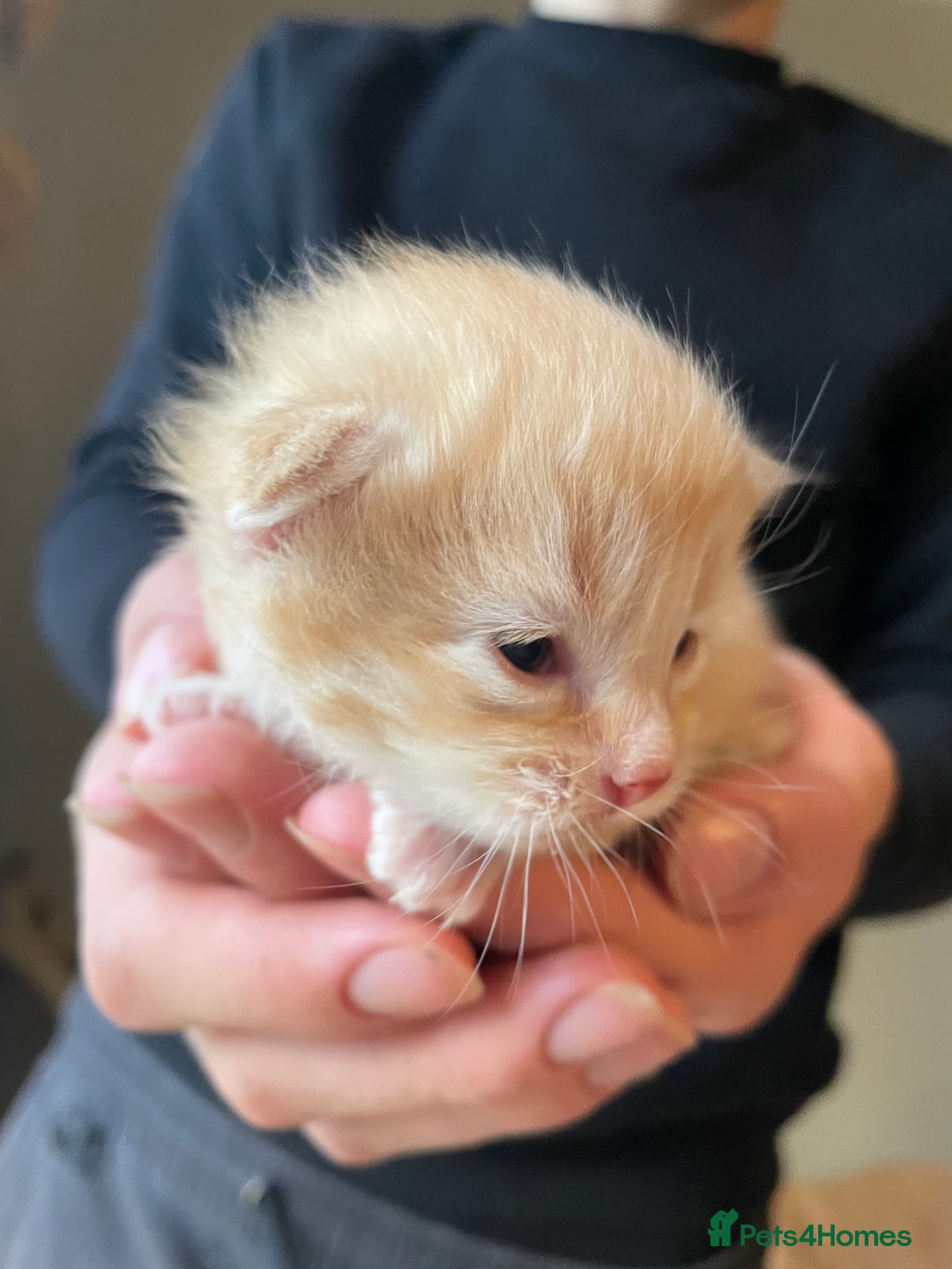 Mixed Breed cats for sale: 3/4 Ragdoll kittens available to reserve - Image 1