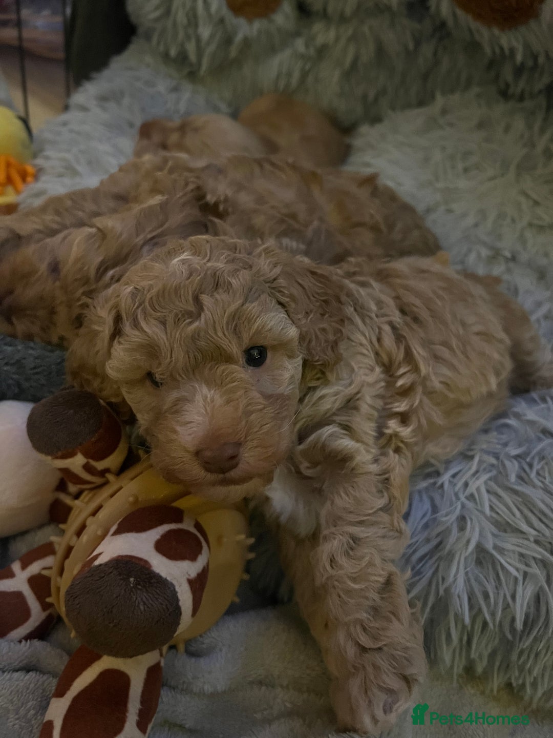 Cockapoo dogs for sale: Cockapoos for sale.  - Advert 31