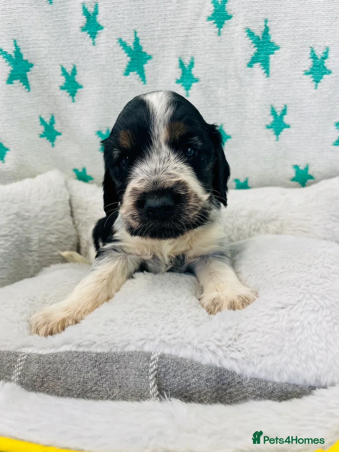 Cocker Spaniel dogs for stud: 🧡🧡 KC REG Stud Orange Roan Show Cocker Spaniel in Northallerton - Advert 22