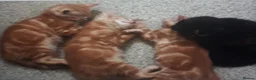 British Shorthair cats for sale: Male and female kittens  in Amersham - Advert 4