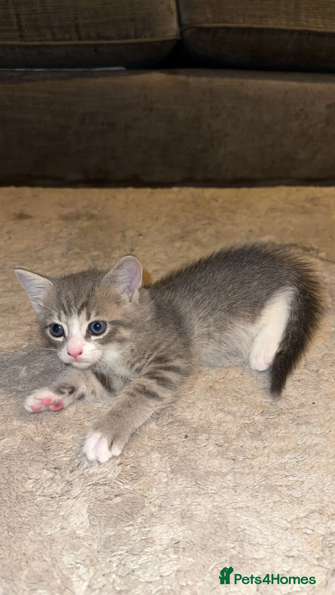 Mixed Breed cats for sale: British shorthair x Bengal in Stoke-on-Trent - Advert 4