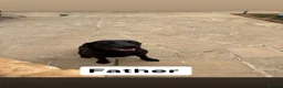 Labrador Retriever dogs for sale: 4 gorgeous Labrador puppies  - Advert 3