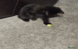 Bombay cats for sale: Bombay - Image 3