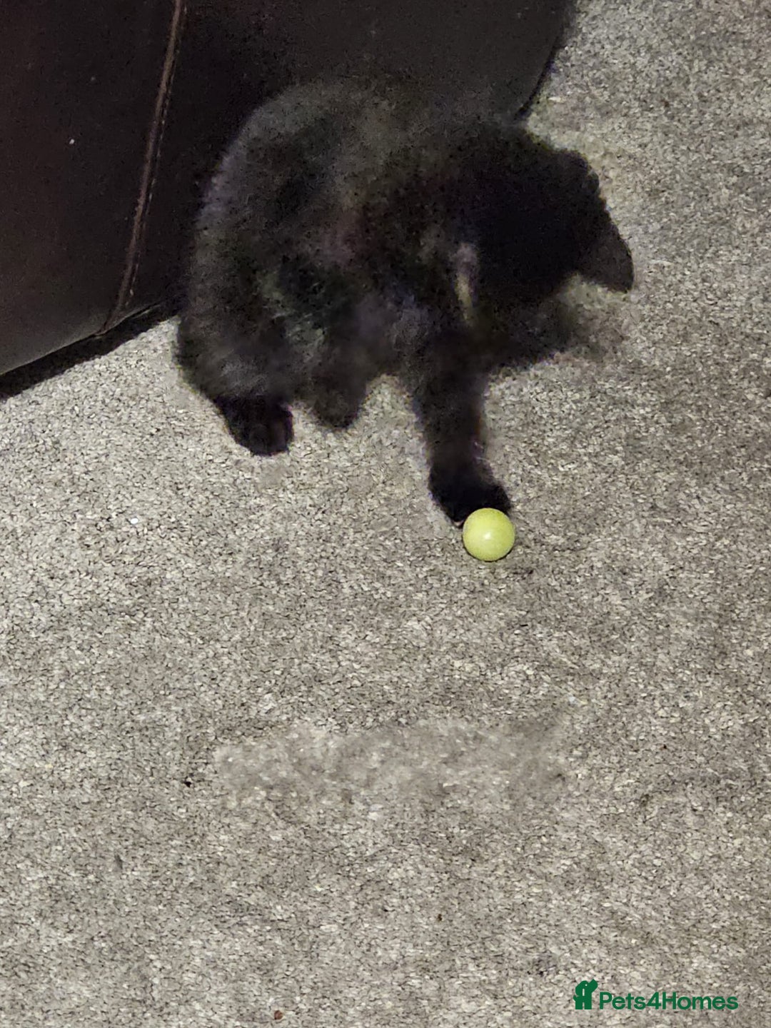 Bombay cats for sale: Bombay - Image 3