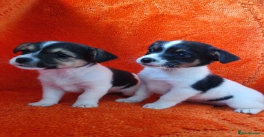 Jack Russell dogs - Advert 5