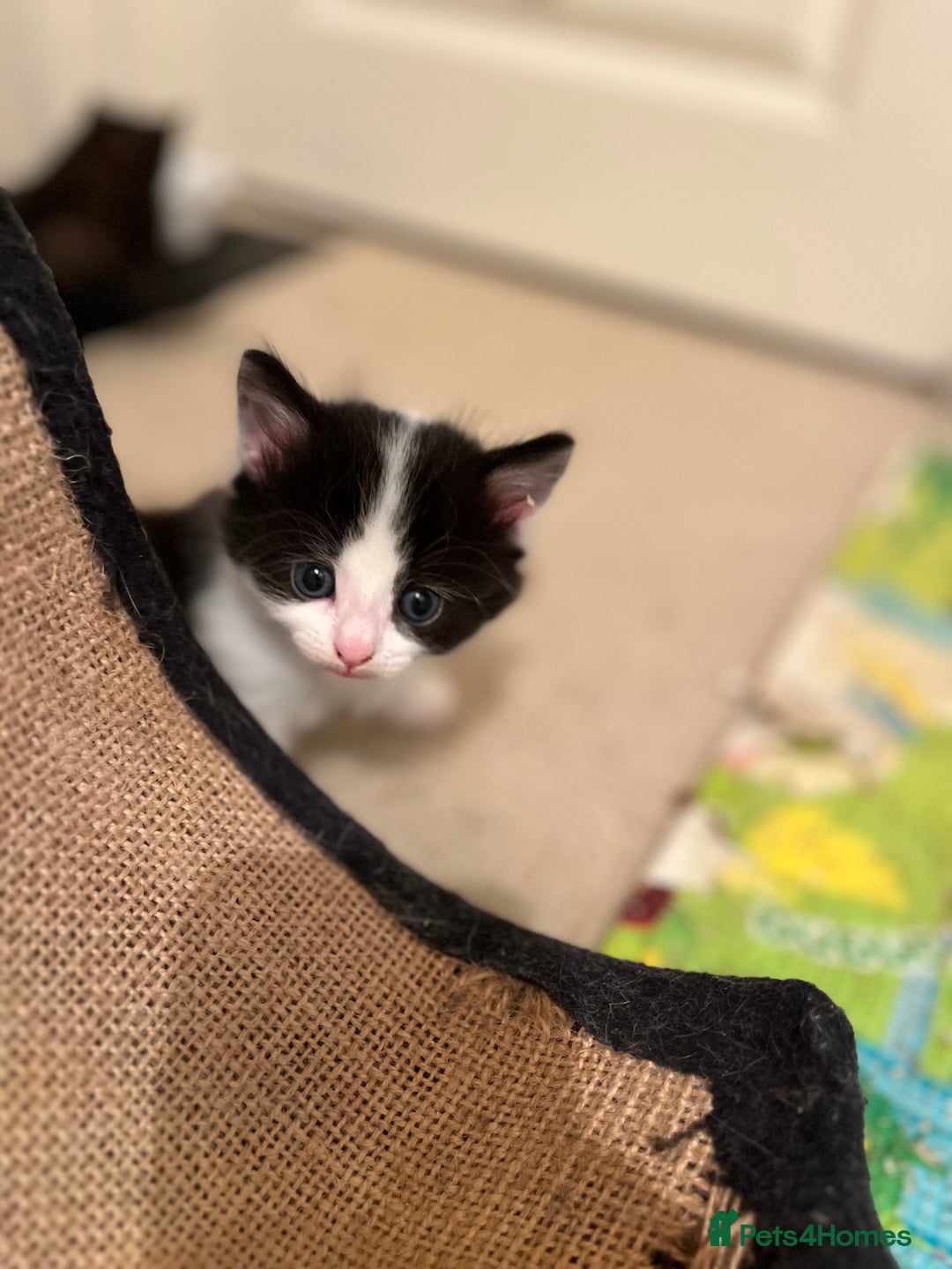 Mixed Breed cats for sale: 5 kittens looking for forever home  - Image 6