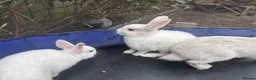Mixed Breed rabbits for sale: White rabbits for sale in Hull - Advert 3