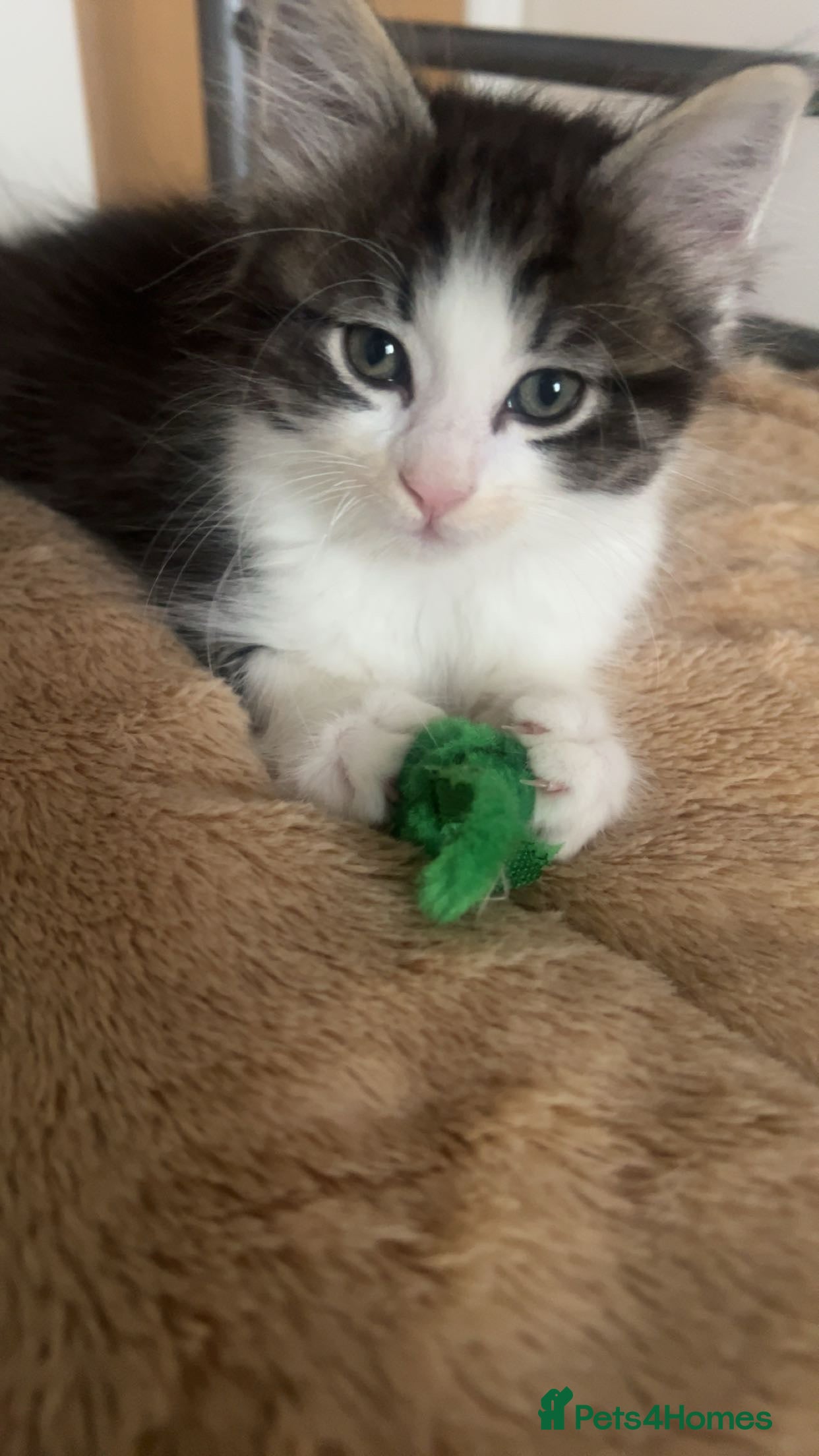 British Shorthair cats Meet Minnie 🧸🎀 - Advert 6