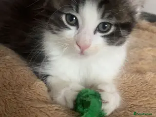 British Shorthair cats Meet Minnie 🧸🎀 - Advert 6