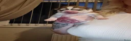 Siberian Husky dogs for sale: 🩵Exceptional siberian husky puppies🩵 - Advert 3