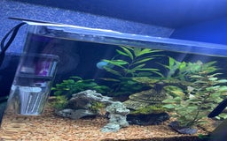 Other/Mixed Breed fish for sale: Tropical 22L Tank - Fish, Heater & Filter Included - Image 6