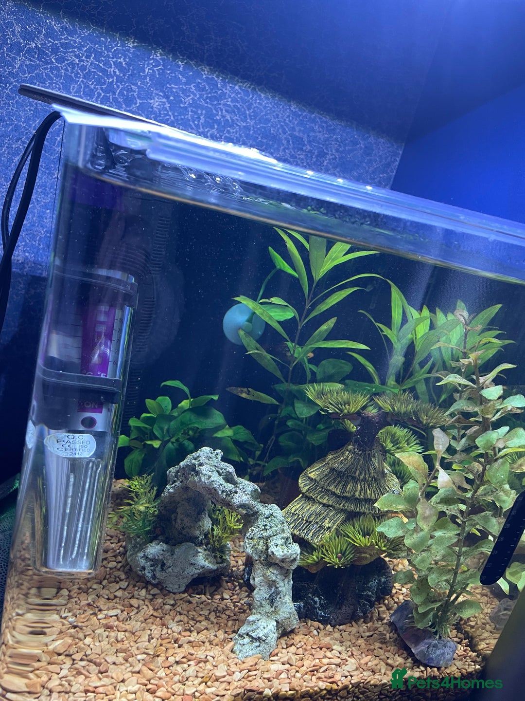 Other/Mixed Breed fish for sale: Tropical 22L Tank - Fish, Heater & Filter Included - Image 6