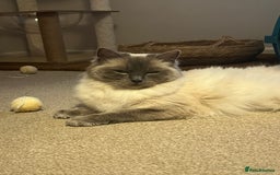 Ragdoll cats for sale: Adorable Blue Point Ragdoll Kittens - Image 16