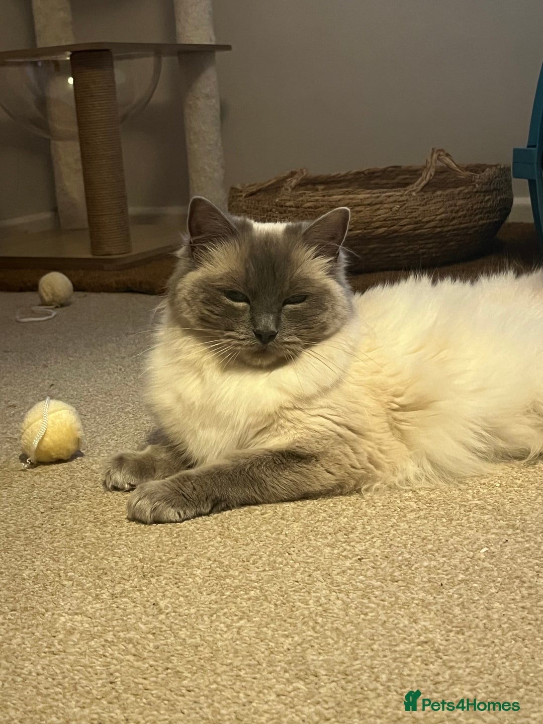 Ragdoll cats for sale: Adorable Blue Point Ragdoll Kittens - Image 16