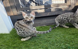 Bengal cats for sale:  Outstanding Quality Bengal kittens ready to leave - Image 26