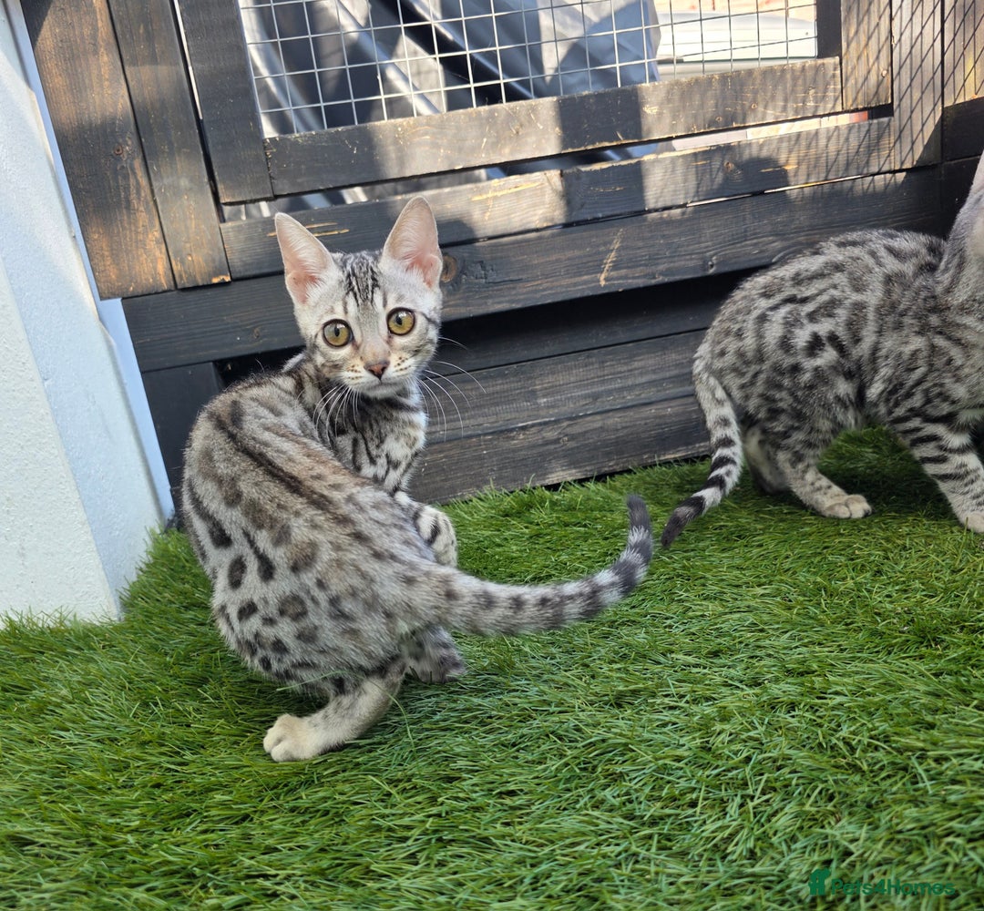Bengal cats for sale:  Outstanding Quality Bengal kittens ready to leave - Image 26