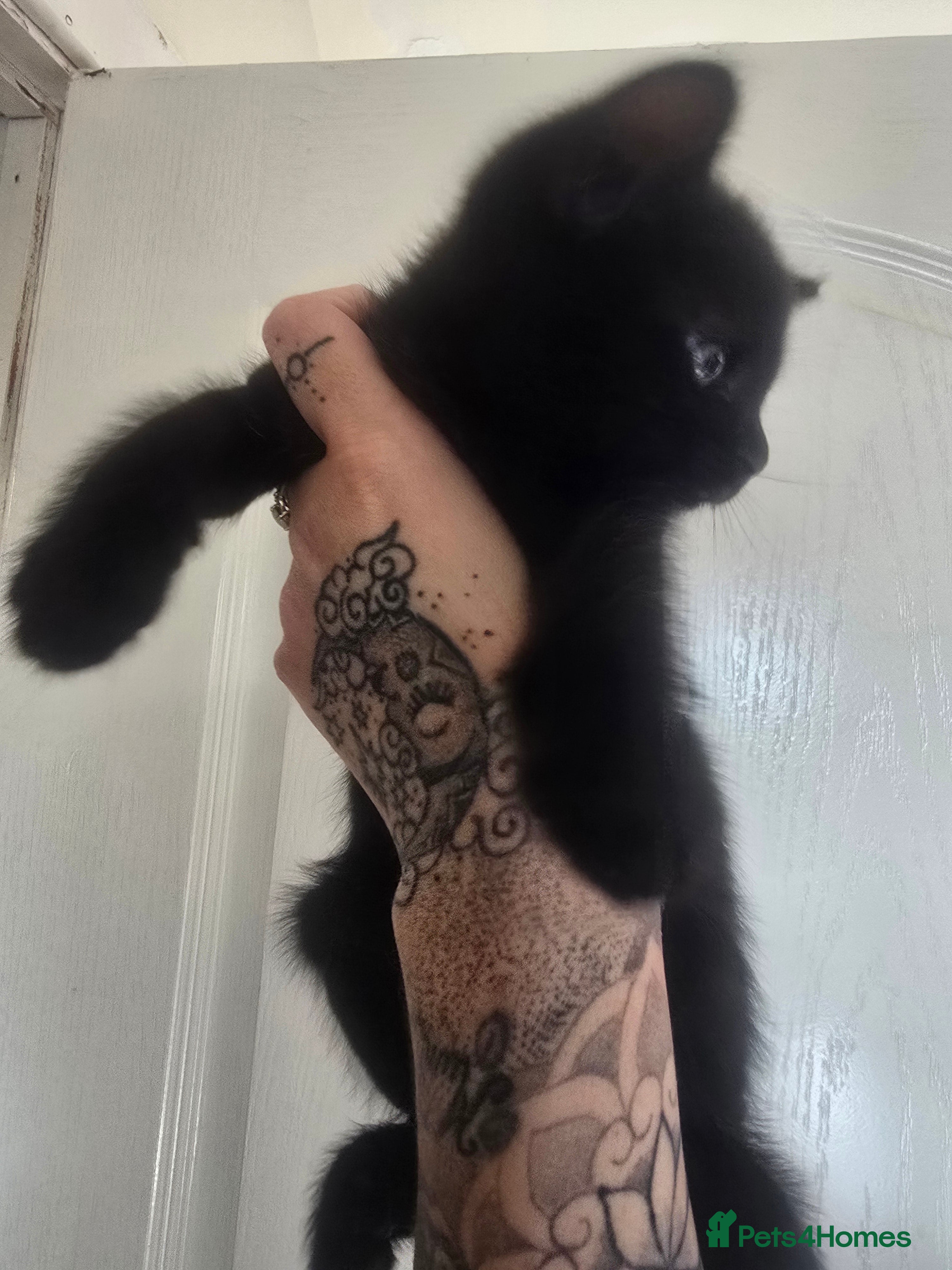 Mixed Breed cats for sale: 5 beautiful kittens looking for their forever home in Fleetwood - Advert 2