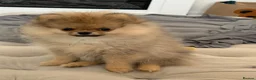 Pomeranian dogs for sale: Show Class MINI TOY POMERANIAN puppies for sale! - Advert 15