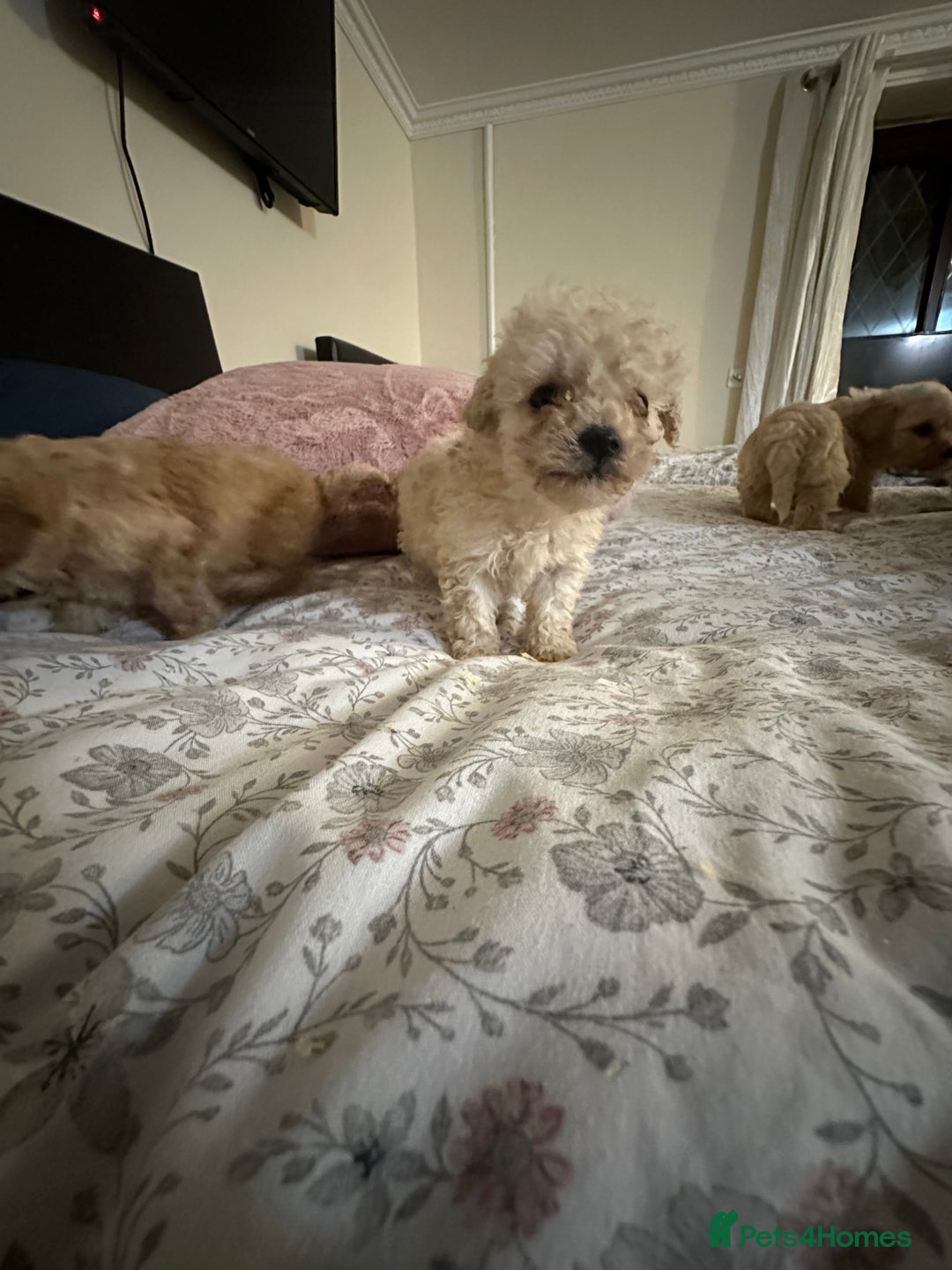 Poochon dogs for sale: Poochon puppies ready now  - Advert 23
