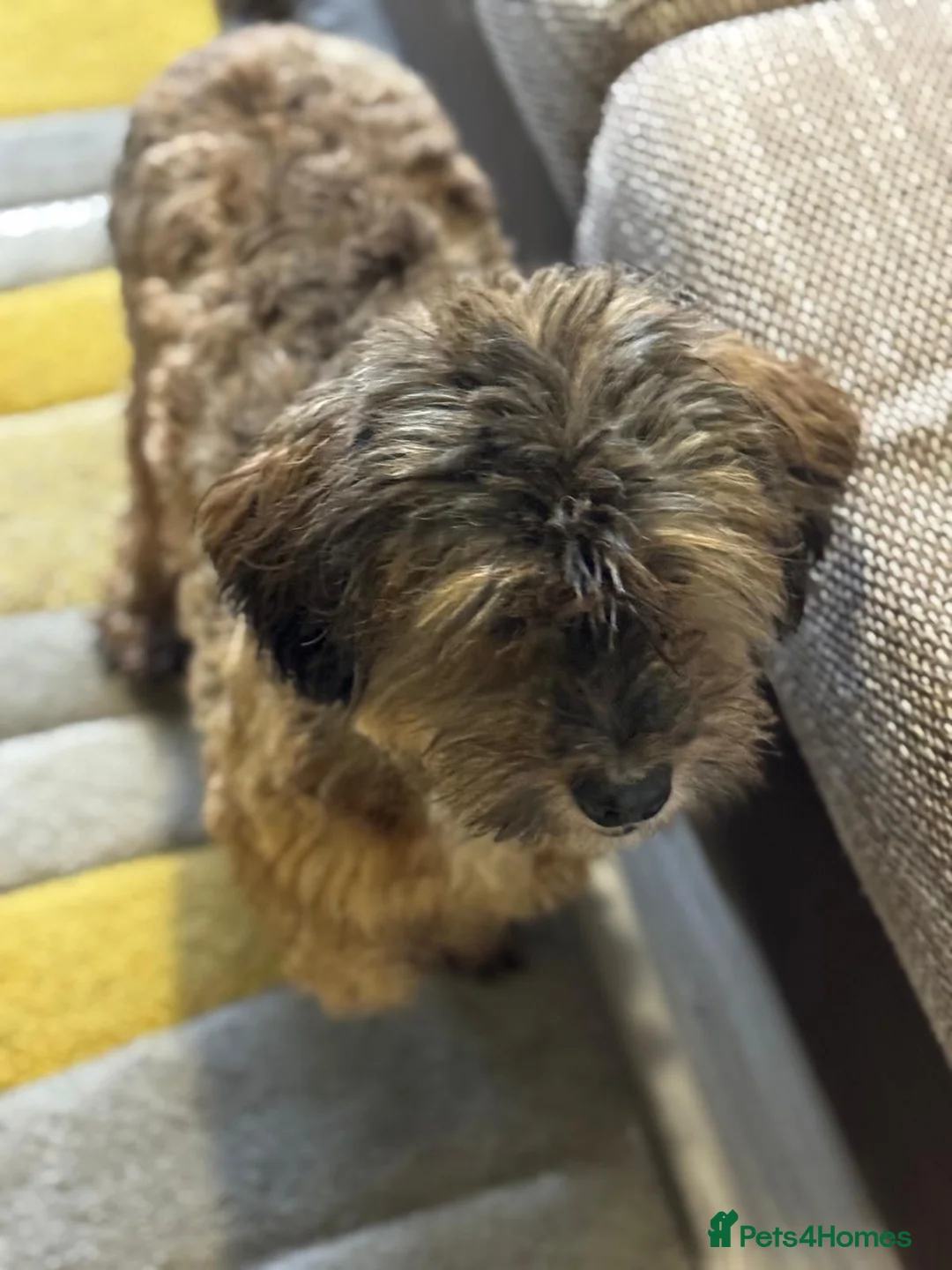 Mixed Breed dogs for adoption: Lovely Leo looking for his home - Advert 33