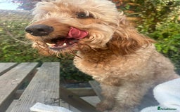 Goldendoodle dogs for sale: Golden doodle Looking for the best home DEVON ONLY - Image 6