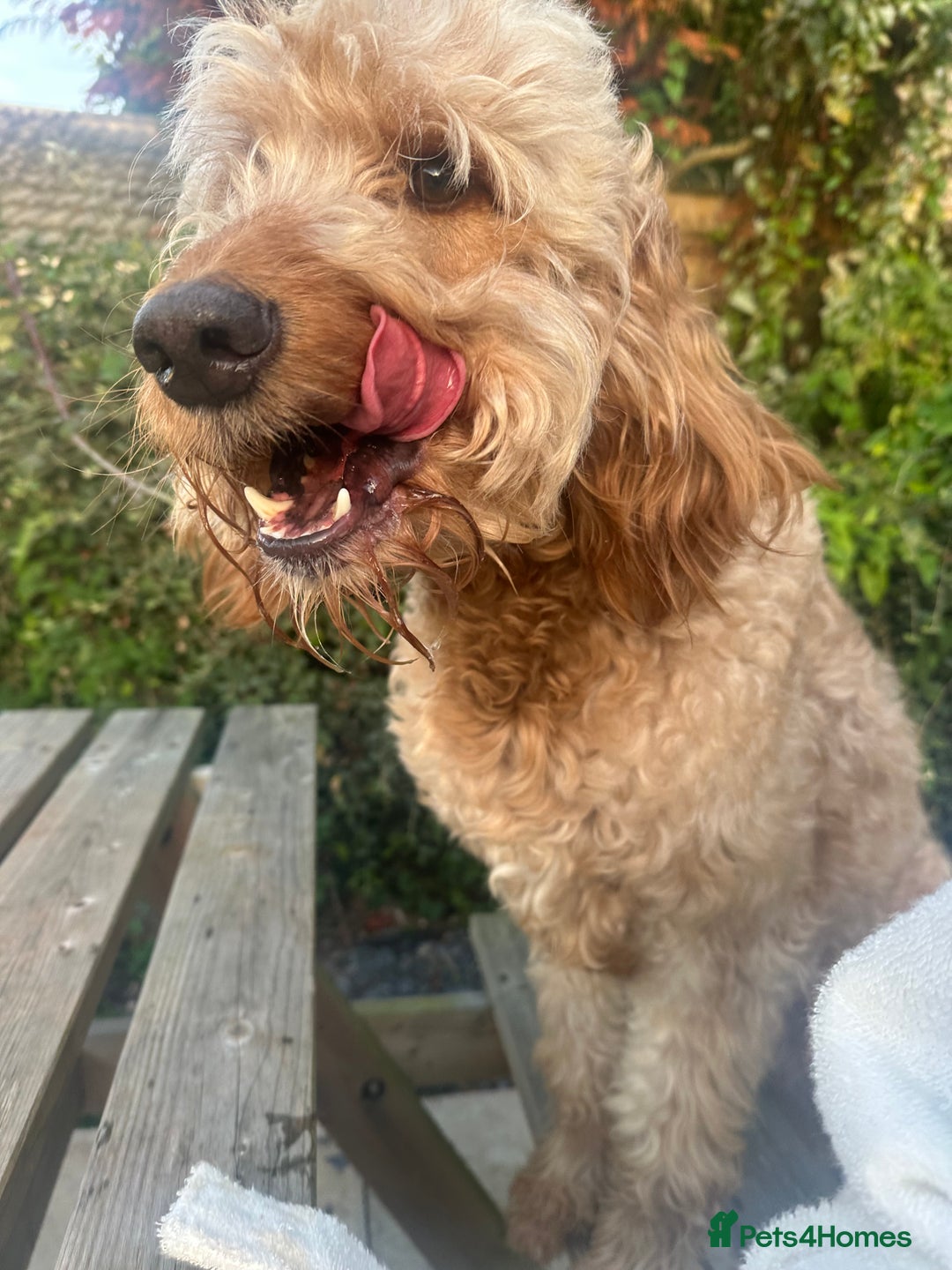 Goldendoodle dogs for sale: Golden doodle Looking for the best home DEVON ONLY - Image 6