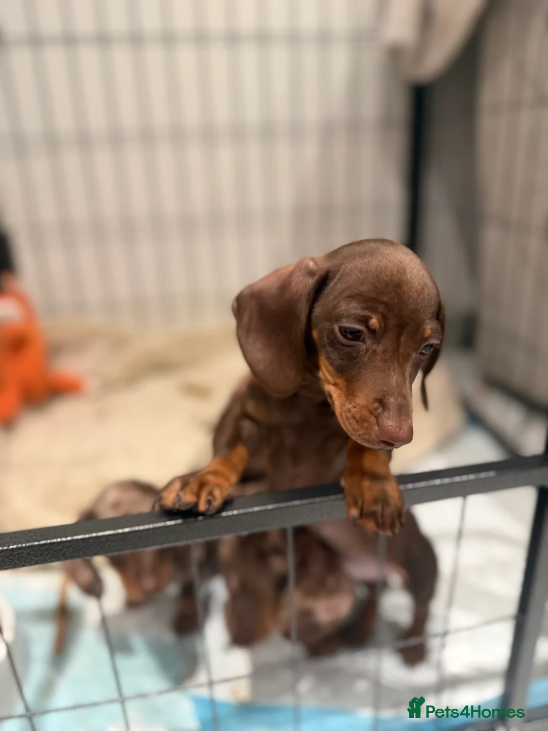 Miniature Dachshund dogs for sale: Beautiful Dachshund Male Puppies Ready now  - Advert 7