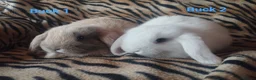 Mini Lop rabbits for sale: Four Beautiful Mini Lops available for deposits 🥰 - Advert 2