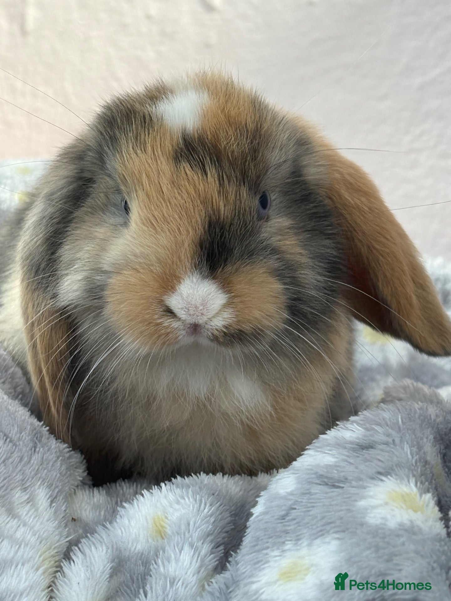 Mini Lop rabbits Mini lops-raised indoors-vaccinated  - Advert 2