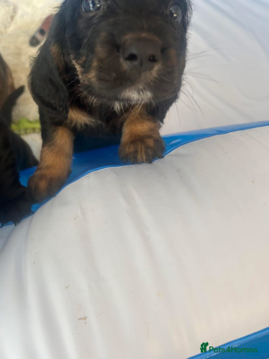 Mixed Breed dogs for sale: Bassett hound - Image 5