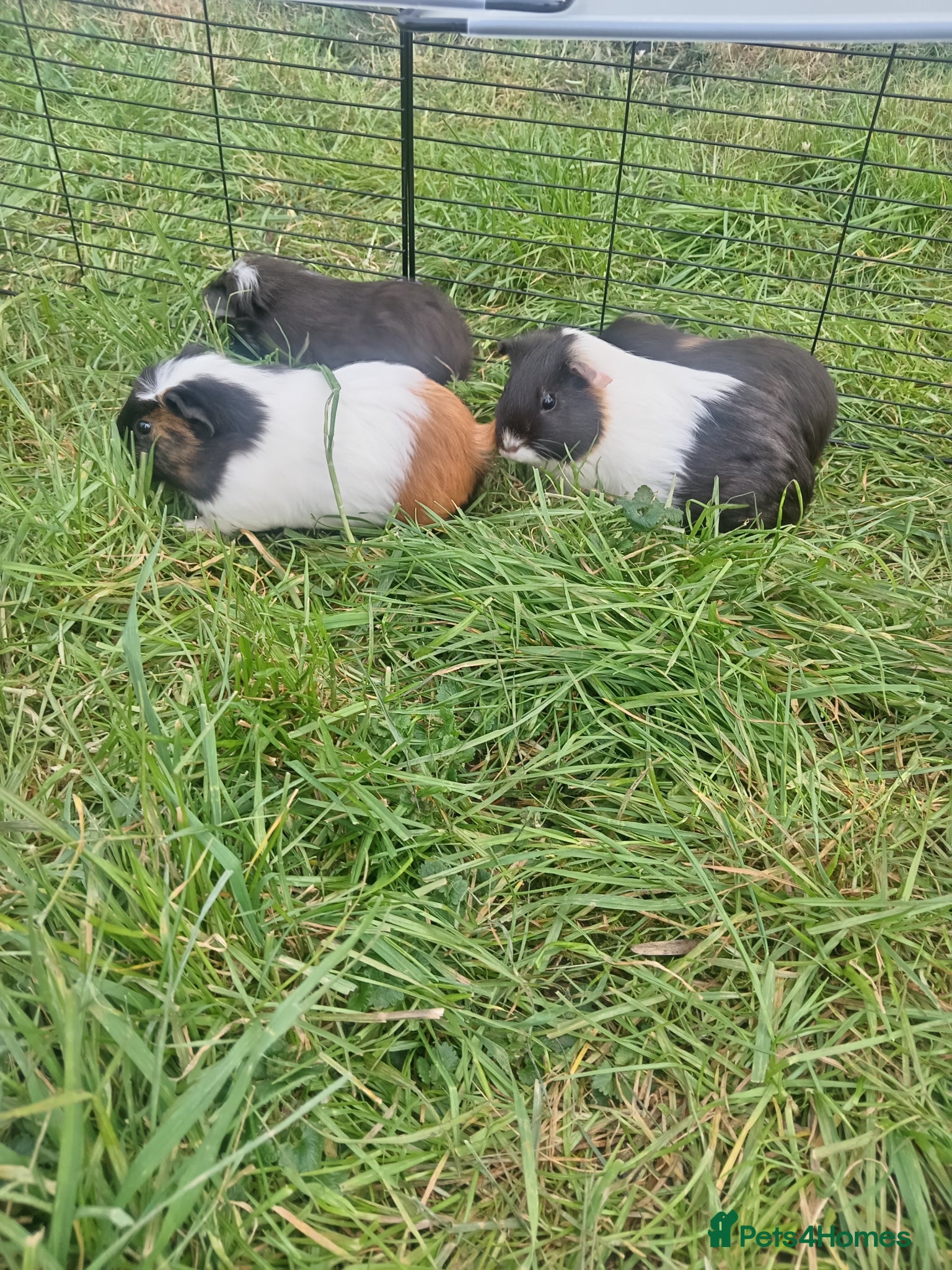 Guinea Pig rodents for sale: Guinea pigs available  - Advert 1