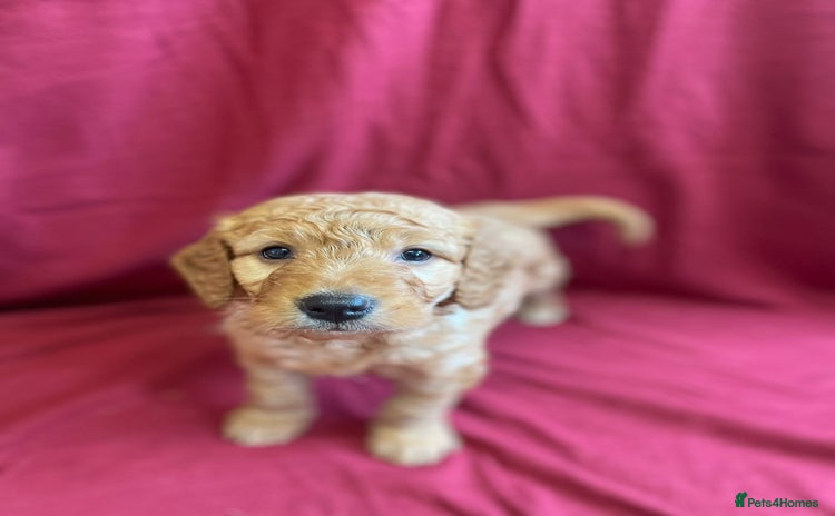 Mini Goldendoodle dogs Golden doodle puppies   - Advert 4