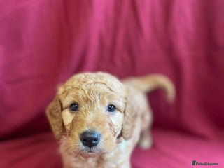 Mini Goldendoodle dogs Golden doodle puppies - Advert 1