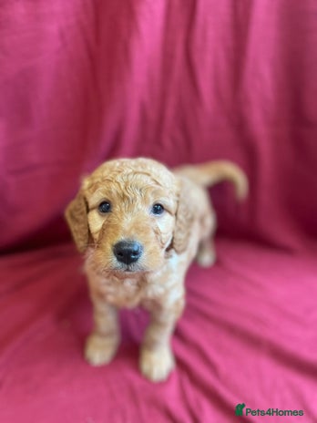Mini Goldendoodle dogs Golden doodle puppies - Advert 2