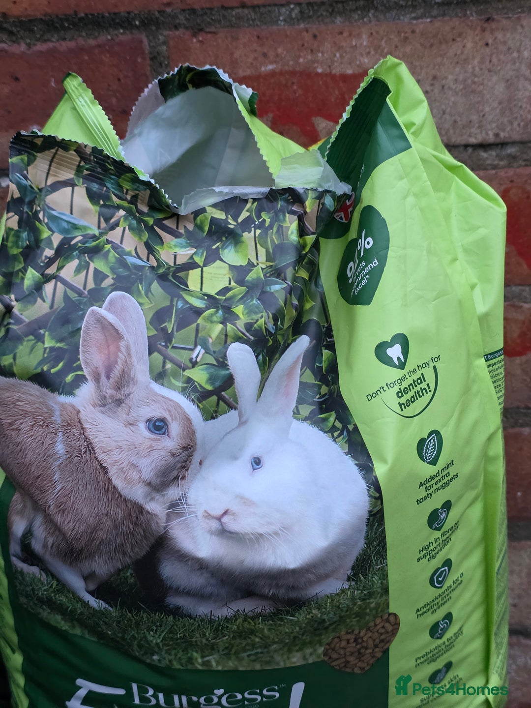 Netherland Dwarf rabbits for sale: Gentle Rabbit - Image 4