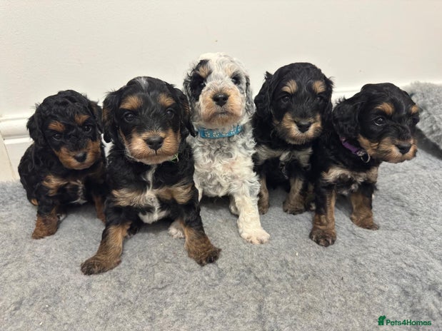 Cockapoo dogs - Advert 4