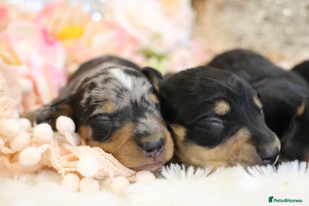 Miniature Dachshund dogs for sale: KC Miniature Dachshund Puppies - Advert 5