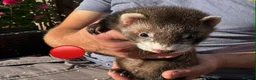 Ferret rodents for sale: 3 ferret kit hobs available - Advert 6