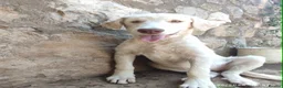Mixed Breed dogs for adoption: Belce is a five month old Macedonian Rescue - Advert 9
