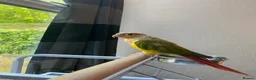 Parrots birds for sale: Pineapple conure Rio  in Blackburn - Advert 1